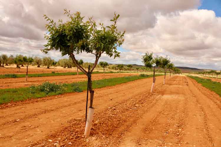 MareTerraFundacioMediterrania_Global_Nature