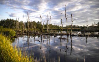 Los humedales, una de las claves para la supervivencia climática