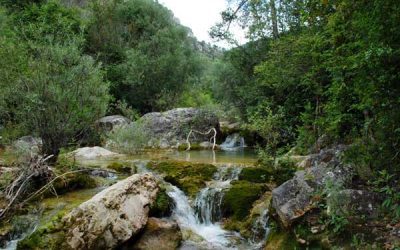 Día Mundial de la Naturaleza y de la Vida Silvestre