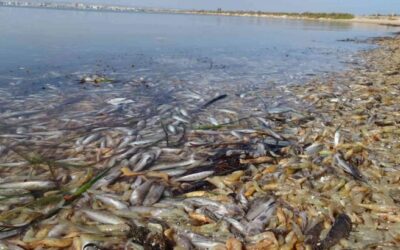 Recollida de firmes per a salvar el Mar Menor