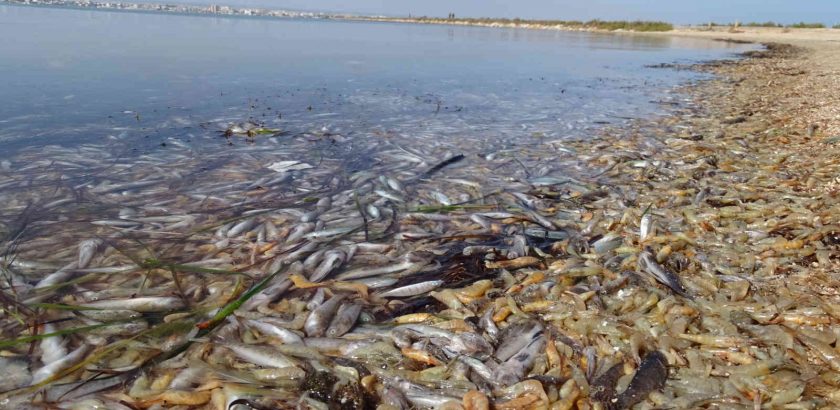 Recogida de firmas para salvar el Mar Menor