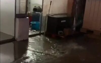 La protectora de animales de Tarragona necesita ayuda después de la inundación