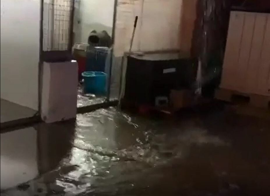 La protectora de animales de Tarragona necesita ayuda después de la inundación